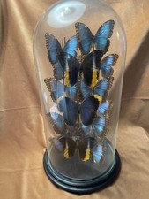 Teca in vetro e legno molto grande con farfalle