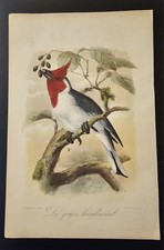 Cardinale crestato rosso di J