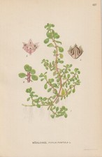 Sumpfquendel (Lythrum Portula) Chromo-Lithographie Di 1922 Carl Lindman