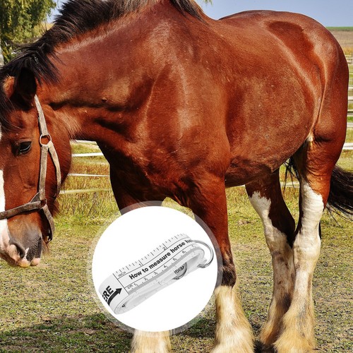 Nastro per peso del - del, cavallo