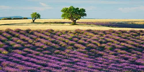 Quadro campo lavanda - campo, di