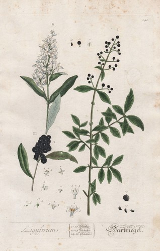 Liguster privet ligustrum - liguster,