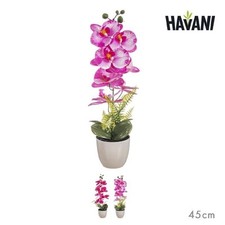 PIANTA ORCHIDEA VASO SEMPLICE