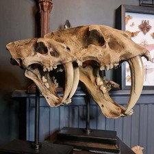 Smilodon Fatalis Saber Tooth