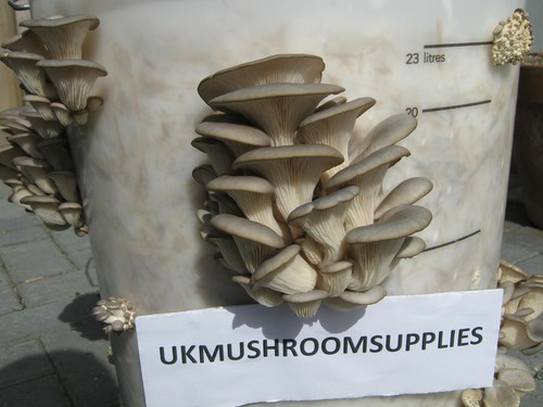 Ostrica blu pleurotus - ml, (pleurotus