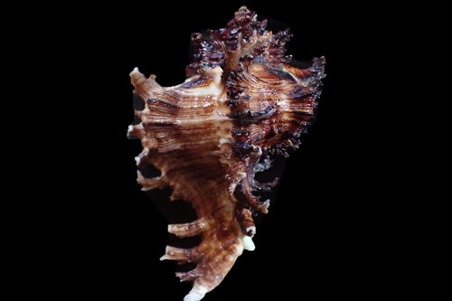 Conchiglia mare chicoreus - di,