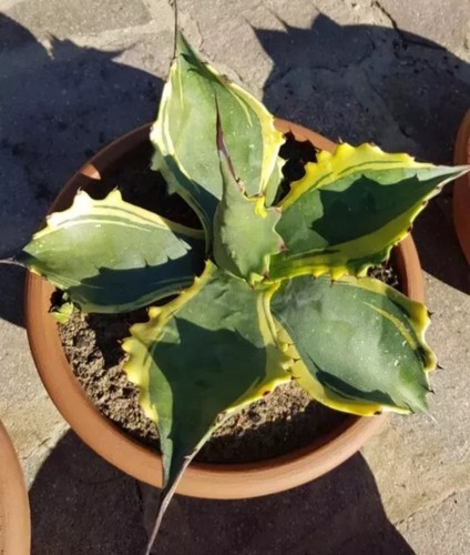 Agave ferox var ziu - agave, var.