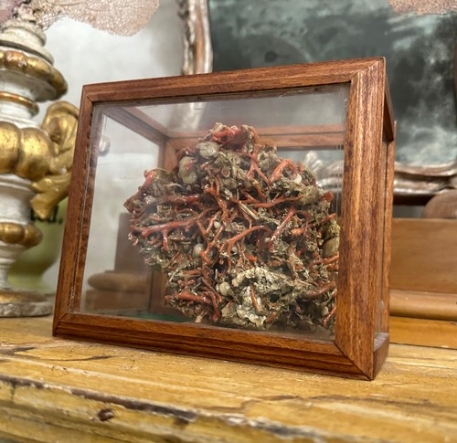 Corallo rosso naturale una - rosso, in