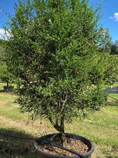 Limone caviale rosso Citrus