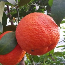 Pianta arancio vaniglia - pianta, di