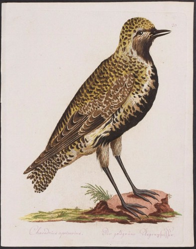 J.N.Spalowsky stampa antica