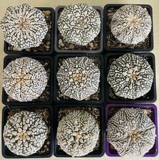 Cactus Astrophytum asterias