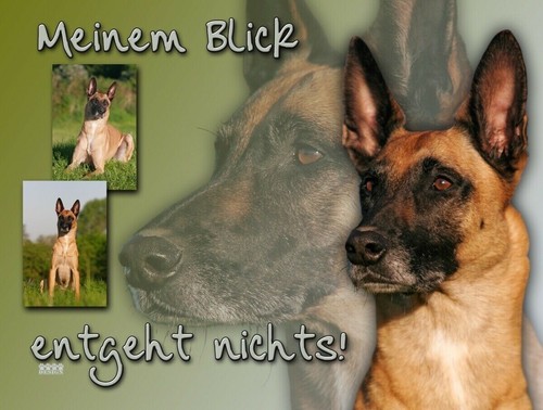 Pastore belga malinois metallo - pastore,