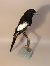 Taxidermy, Cabinet De Curiosites : Gazza, Pica Pica 