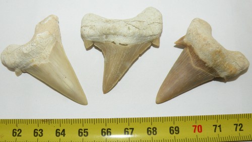 Lotto denti fossili di - lotto,