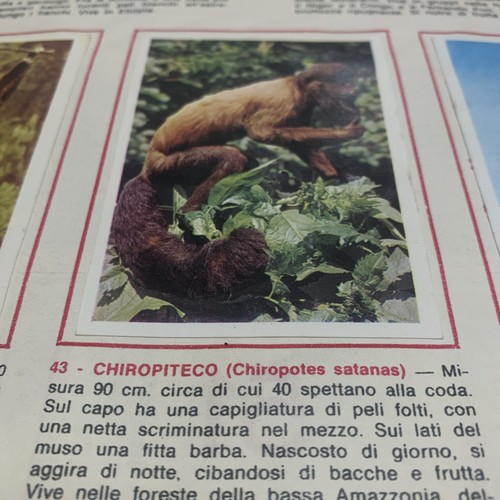 Figurina animali ed - n., 43
