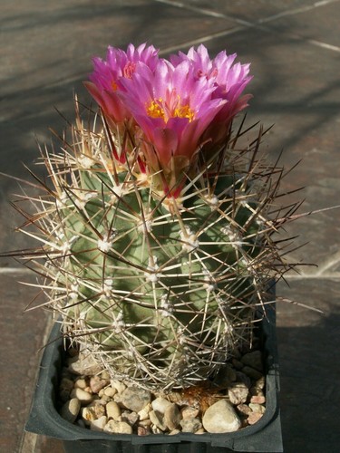 Sclerocactus wetlandicus - , sb