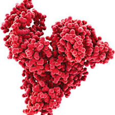 Albumina (1 g) - Frazione Cohn