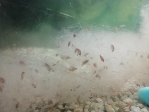 Gammarus hyalella azteca - gammarus,