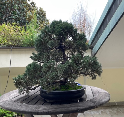 Bonsai ginepro giapponese - bonsai, di