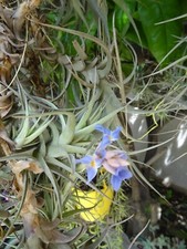 belles filles de air