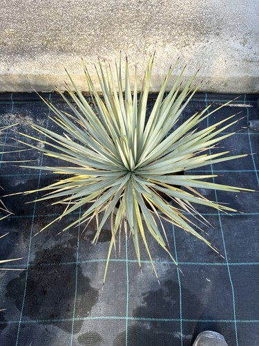 Yucca rostrata vaso cm - rostrata, 24