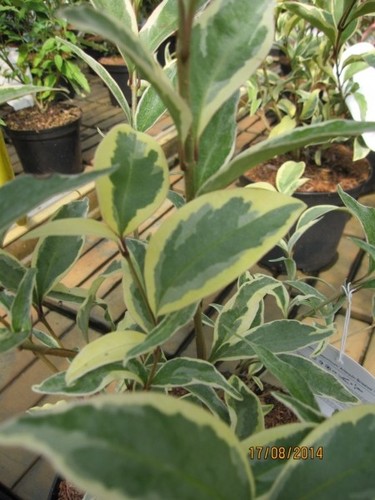 Ligustrum japonicum arlequin - japonicum,