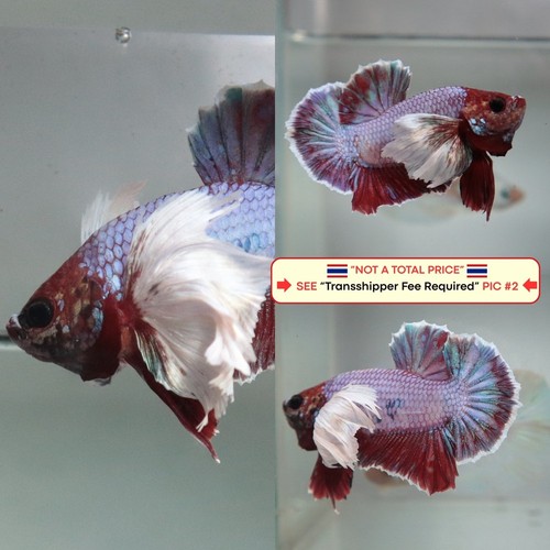 Live betta fish - live,
