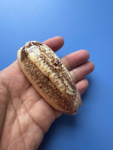 Oliva sericea per - |oliva,