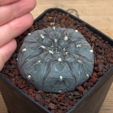 Gymnocalycium berchtii Vaso 8