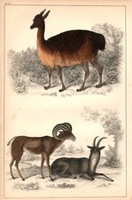 1855 stampa antica - stampa,