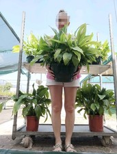 Spatiphyllum Sweet Lauretta Grande 