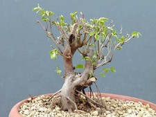 Bonsai Carpino Bianco 20x12cm