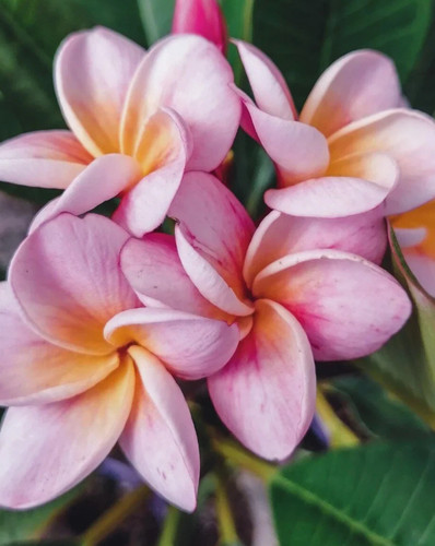 Semi mix plumeria - di, divine