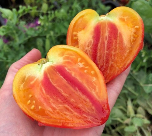 Pomodoro arancione russo - , 117