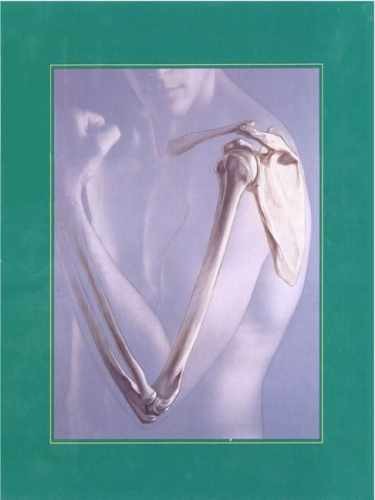 Human anatomy - anatomy,