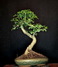 BONSAI DI LIGUSTRO CINESE