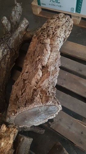 Tronco quercia da - tronco, di