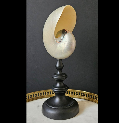 Nautile nacré socle - nacré,, en