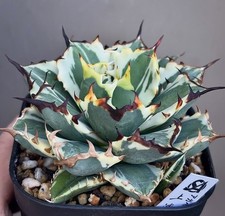 Agave Titanota "FO76 mr white"