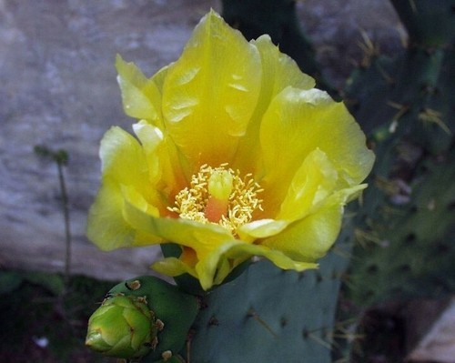 Opuntia dillenii dillen - |, &