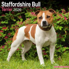 Calendario Staffordshire Bull