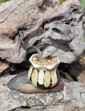 Live Rooted Ariocarpus Retusus