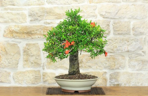 Bonsai melograno - bonsai, (149)