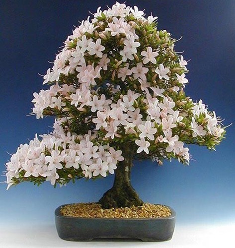 556m bonsai ciliegia di - bonsai,