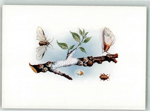 39806387 pidocchi di - 39806387, sangue