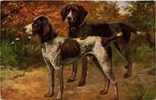 CPA Deutsch Kurzhaar DOGS