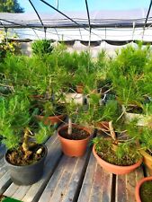  N 1 Prebonsai A Scelta Sono Numerati Di Pino d'Aleppo di 6 Anni In Ciotola 30Cm