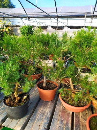 Prebonsai a scelta sono - scelta,
