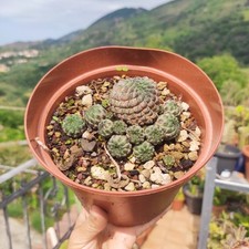 🪴Vaso Ø 9 Cm SULCOREBUTIA